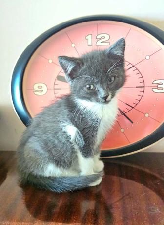 Котята маленькие