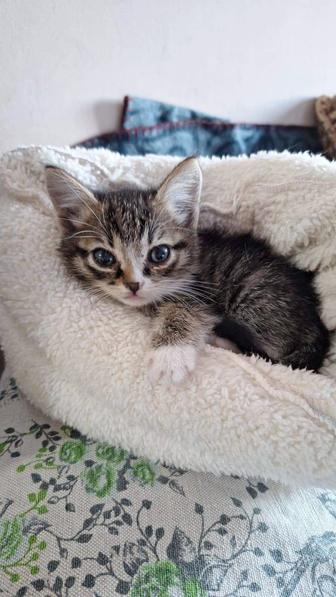 Котята маленькие