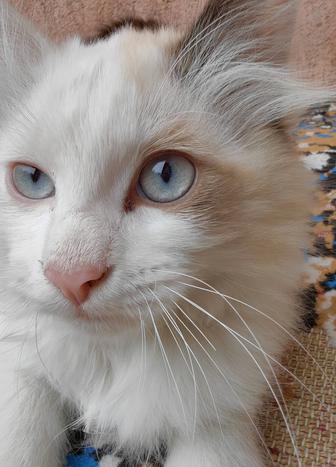 Котята