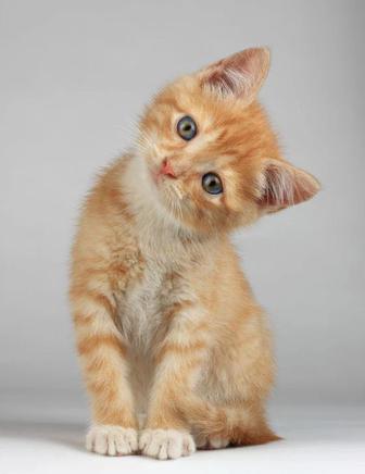Котенок 1,5 месяца