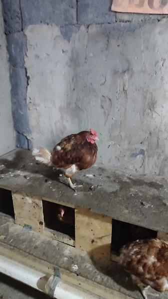 Домашние куры