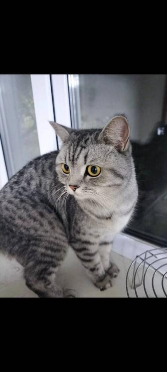 Кошечка британка