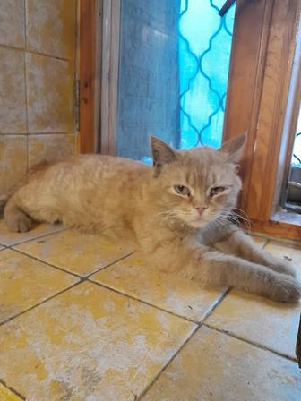 Отдам кота в очень добрые руки!