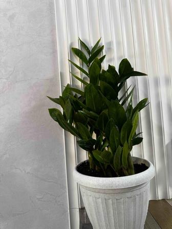 Замиокулькас (долларовое дерево)