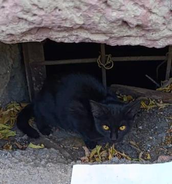 Котенок