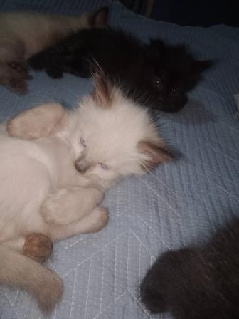Отдам котят в хорошие руки