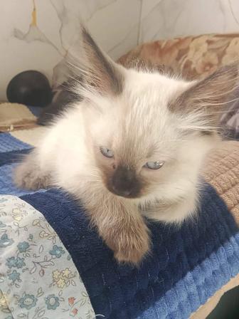 Отдам котят в хорошие руки