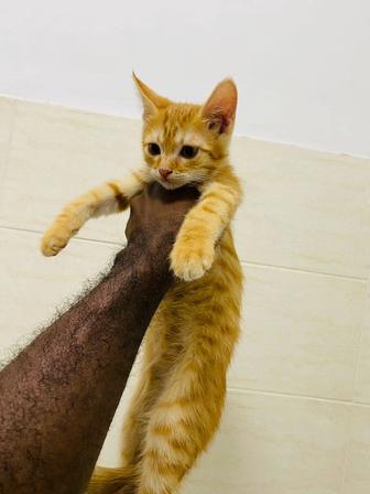 Котенок мальчик 2 месяцев