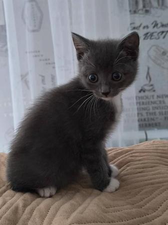 Отдам котенка в хорошие добрые руки