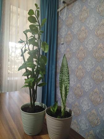 Комнатные растения