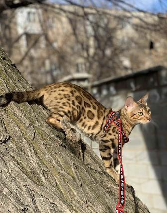 Бенгальская кошка