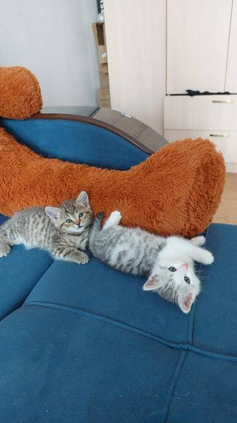 Котята шотландцы 2 мес