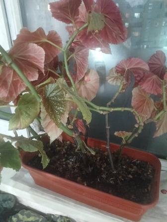 Продам Цветок 4000