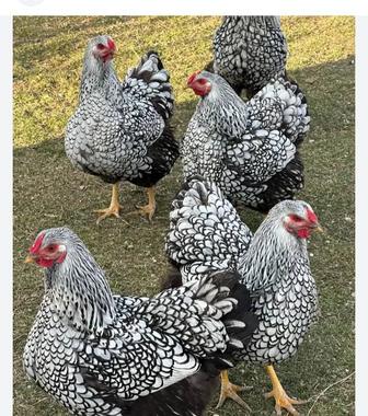 Принимаю заказы на инкубационное яйцо