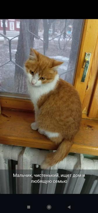 Отдам котика в добрые руки