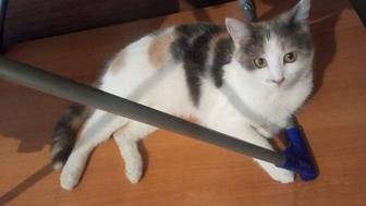 Отдам котиков в добрые руки