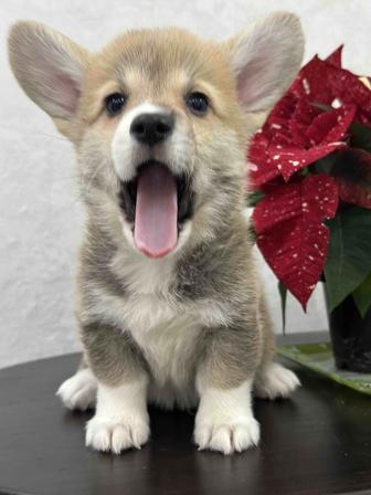 Шикарные малыши вельш корги