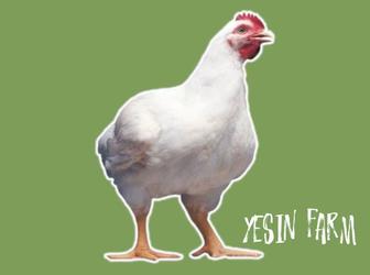 Бройлерные яйца инкубационные РОСС 308 лучший старт