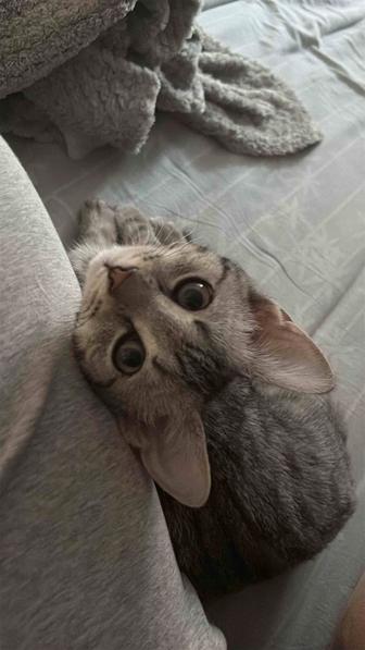 Котенок 3-4 месяца