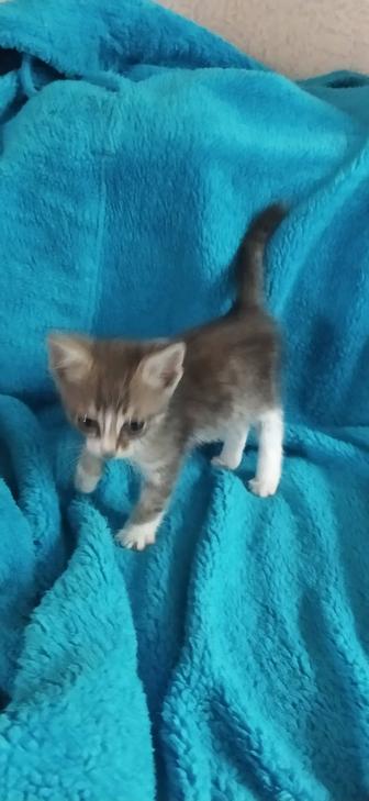 Котик в хорошие руки