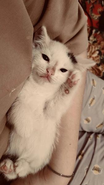 СРОЧНО!!!! Отдам котят