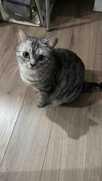 Кошка в хорошие руки