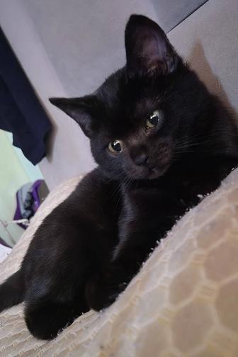 Котята даром