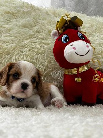 Шикарные щенки кавалер Кинг чарльз