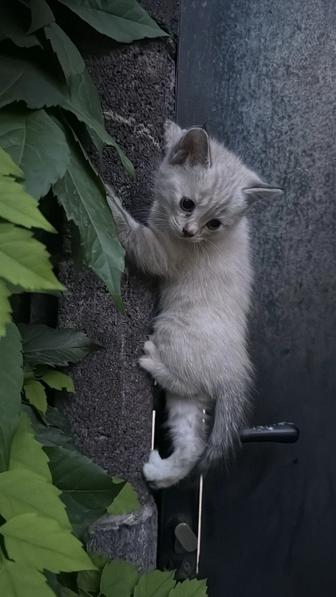 Отдам котят в хорошие, добрые руки, кушают, к лотку приучены....