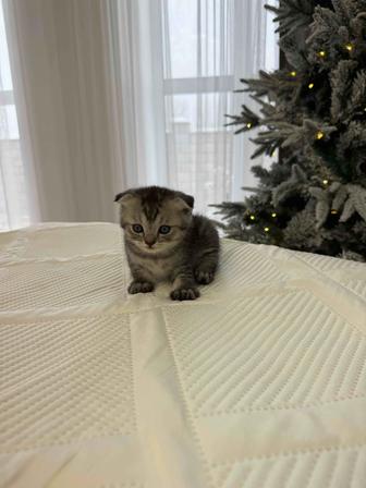 Продам котят