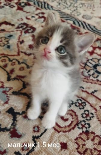 Отдам котят в добрые руки