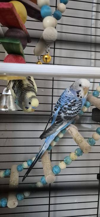 Продам волнистых попугаев