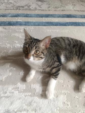 Отдам кошечку