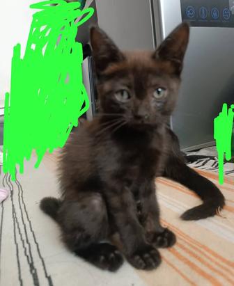 Котенок девочка ей два месяца