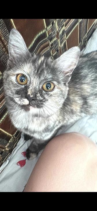 Отдам котенка