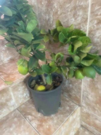 Лимонное дерево с плодами