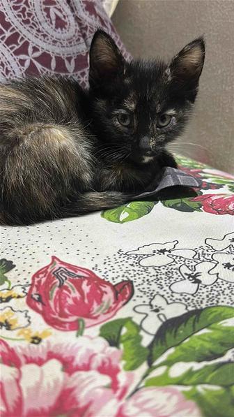 Отдам котенка