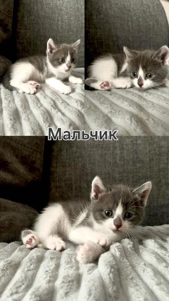 Шотландские котята(метисы)