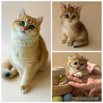 Котята 3 месяца