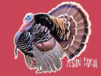 Бронза 708 инкубационные яйца индюков надежный выбор фермеров