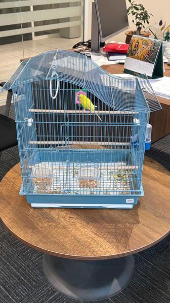 Попугай с клеткой