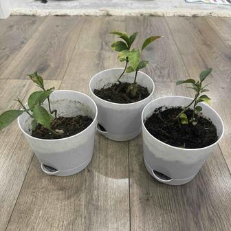 Продам набор кашпо/горшков/горшочков для растений 3 шт по 1 л