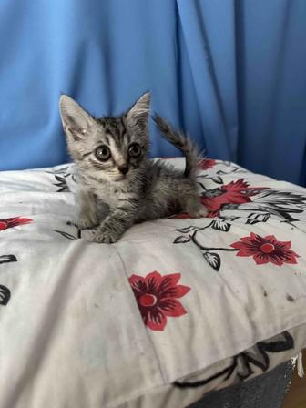 Супер милый и умный котенок