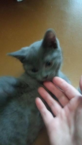 Бесплатно котенок