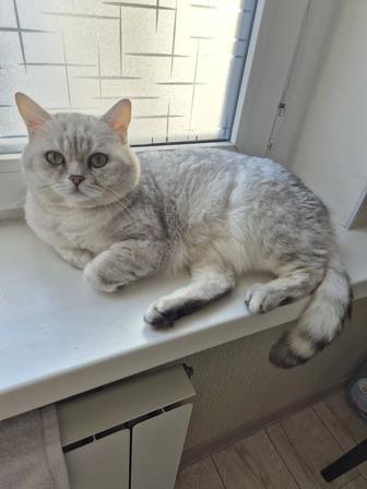 Коты