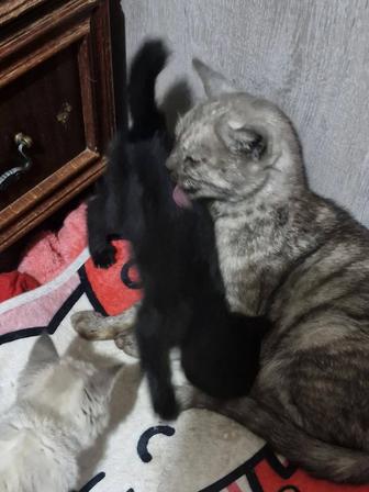 Отдам черного котенка мальчик