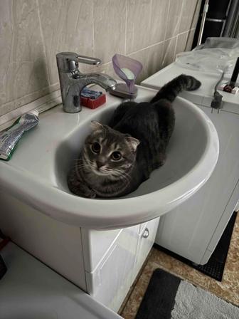 Отдам кота в хорошие руки