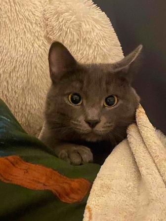 Отдаем кота в добрые руки