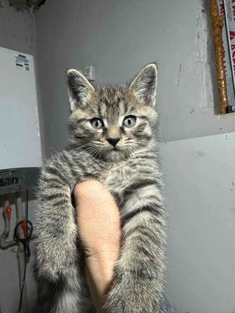 Отдадим котят