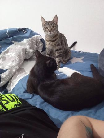 Домашняя передержка животных